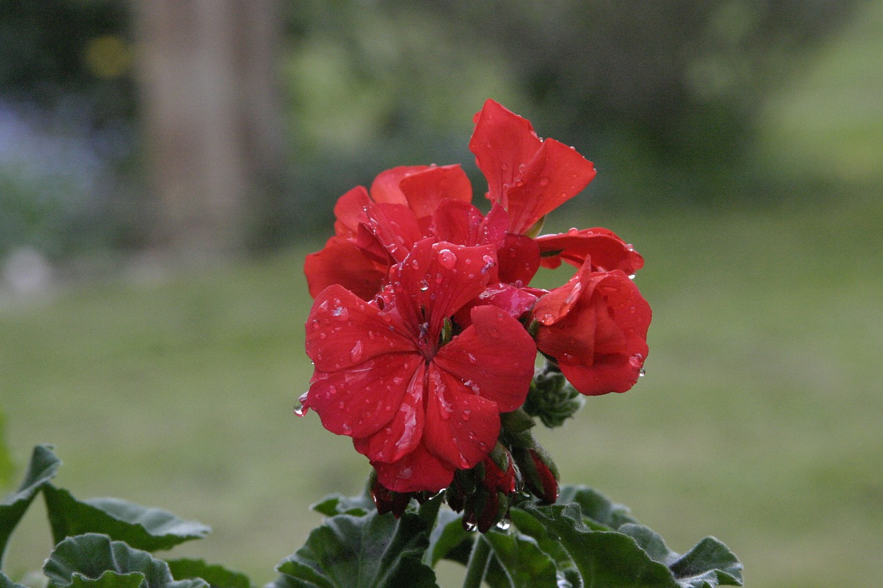 Flor com chuva