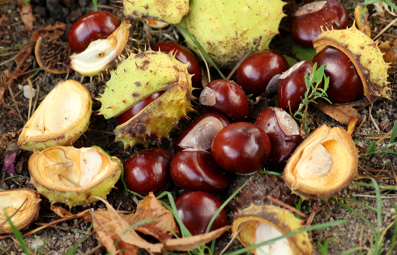 castanhas